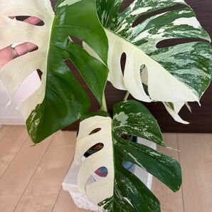 モンステラ 斑入り ホワイトタイガー Monstera 極斑入り ハーフムーン ボルシギアナ 散り斑　大型株