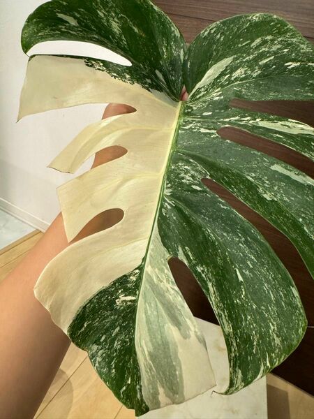 モンステラ Monstera 斑入り ホワイトタイガー 斑入りモンステラ ハーフムーン 極斑入り