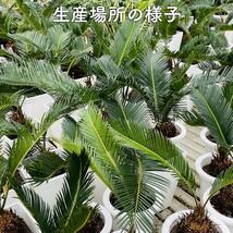 ソテツ 蘇鉄 7号鉢 観葉植物 庭木 記念樹 シンボルツリー 地植え 風水 敬老の日 鉢植え 南国 苗 ドライガーデン_画像3