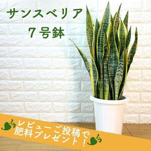 観葉植物 サンスベリア 7号鉢苗 おしゃれ インテリア お祝い 開店 新築 誕生日 結婚 引越し 敬老の日 プレゼントギフト