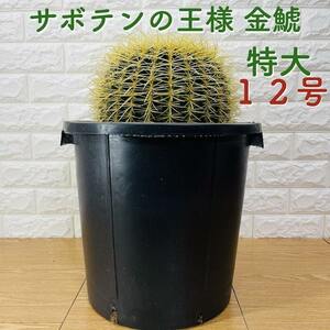 サボテンの王様 金鯱 12号鉢 大型 特大 観葉植物 多肉植物 金シャチ おしゃれでかわいい ギフトプレゼント ドライガーデン