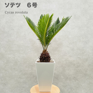 ソテツ 蘇鉄 6号スクエア鉢 観葉植物 庭木 記念樹 シンボルツリー 地植え 風水 敬老の日 鉢植え 南国 苗 ドライガーデン