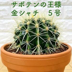 サボテンの王様 金鯱 5号鉢 観葉植物 多肉植物 金シャチ おしゃれでかわいい ギフト プレゼント ドライガーデン