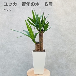 観葉植物 ユッカ エレファンティペス 6号鉢 鉢底から65cm程度 青年の木 おしゃれな室内インテリア 開店開業祝い 部屋 玄関