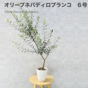 現品 オリーブの木 ネバディロブランコ 6号鉢苗 鉢底から110cm程度 開帳型 観葉植物 屋外 鉢植え 新築祝い 玄関 ベランダ