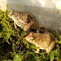 カエル 活餌 20匹 M 幼蛇用 餌用約 ヌマガエル エサ用 蛙 飼育 CB ケロリウム 爬虫類 肉食熱帯魚 ヘビ 蛇 へびの餌 アロワナ ピラニア_画像9