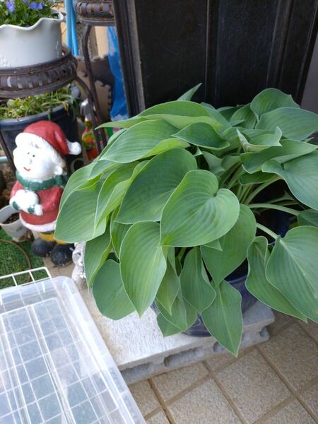 ホスタ　斑無し2芽 観葉植物 ギボウシ　