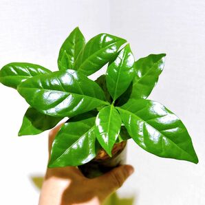 人気観葉植物　コーヒーの木　2株セット