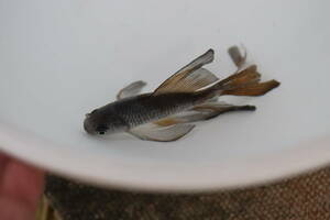 * landscape breeding iron fish. Mai * ok ① rare! blue 12. tail torn 