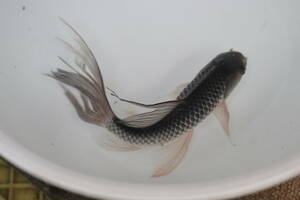 * landscape breeding iron fish. Mai * ok ② rare! blue 21. tail torn . thickness blue 