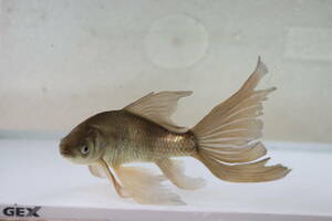 * landscape breeding iron fish. Mai * ok ⑦ feather . series iron fish series! black series 21. tail torn 
