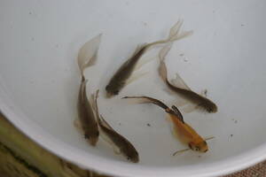 * landscape breeding iron fish. Mai * ok ⑧ feather . series iron fish pair series! 10~12.4 pcs +1 pcs ( freebie ) set female . egg middle with translation 