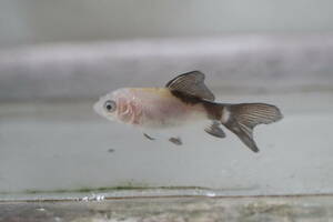 * landscape breeding iron fish. Mai * ok ⑫ rare! blue. . white black two-tone 5.5.