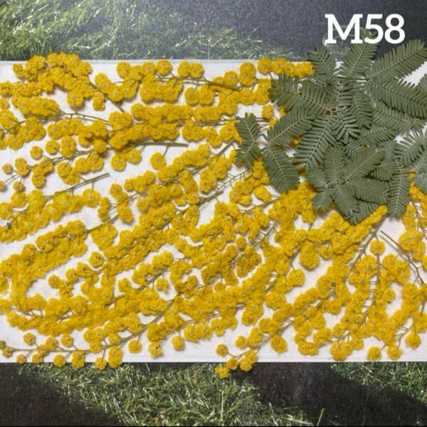 M58 ミモザ　押し花素材