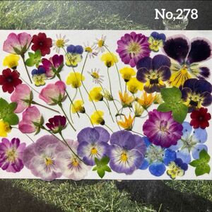 No,278 小花ミックス　押し花素材