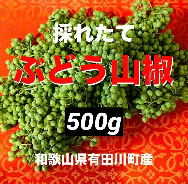 ※数量限定　採れたて　ぶどう山椒　山椒の実　香辛料　野菜　旬　果実　スパイス　500g