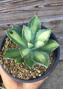 5/6.... middle .... season .12cm pot agave [ M z plant ]