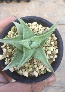 5/14 DN special SSI (1) 7.5cm pot aloe [ M z plant ]