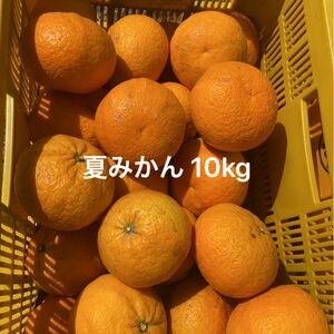 夏みかん　10kg