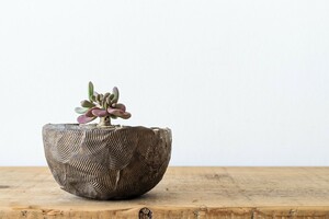 Ramat Planter × ケラリアピグマエア ケラリア ピグマエア