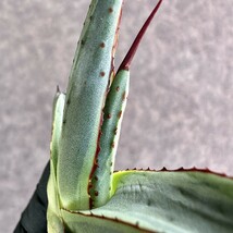 【Lj_plants】Z33 アガベ シャークバイト 濃密タイプの背棘 極上斑入り 覆輪錦 極上美株_画像8