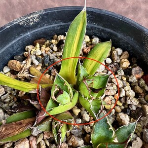 【Lj_plants】Z35 多肉植物 アガベ ホリダ horrida 縞斑 子株2株