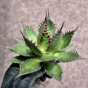 【Lj_plants】Z5 多肉植物 アガベ強棘ホリダ horrida 極上強棘 極上美株