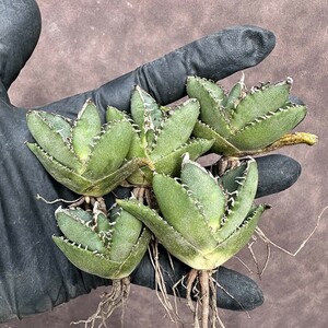 【Lj_plants】Z63 アガベ チタノタ 南アフリカダイヤモンド SAD 強棘綺麗株5株同梱し