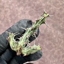 【Lj_plants】Z67ユーフォルビア ホルウーディ Euphorbia horwoodii多肉植物サボテン ホールウッディ ホルウッディー ホリダ オベサ5株同梱_画像5