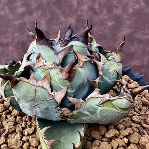 【Lj_plants】Z70 アガベ チタノタ BB ブラックアンドブルー 短い葉強棘 丸い叶 コンパクト包葉形 綺麗株