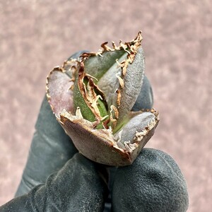 【Lj_plants】Z7 アガベ チタノタ 緋紅牡丹 最も特殊な品種 胴切大天芽