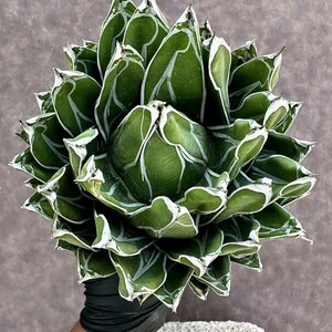 【Lj_plants】Z83 多肉植物 アガベ 笹の雪 包葉 球形 超大株 美株