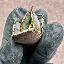 【Lj_plants】Z8 アガベ チタノタ 緋紅牡丹 最も特殊な品種 胴切天芽_画像4
