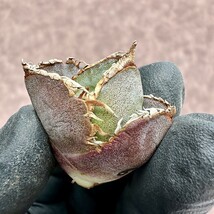 【Lj_plants】Z8 アガベ チタノタ 緋紅牡丹 最も特殊な品種 胴切天芽_画像2