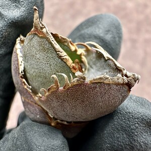 【Lj_plants】Z8 アガベ チタノタ 緋紅牡丹 最も特殊な品種 胴切天芽