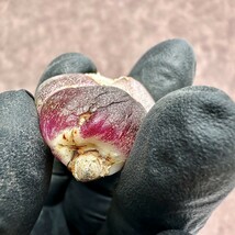 【Lj_plants】Z8 アガベ チタノタ 緋紅牡丹 最も特殊な品種 胴切天芽_画像5