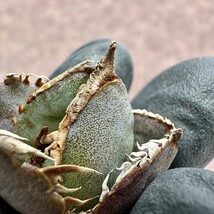 【Lj_plants】Z8 アガベ チタノタ 緋紅牡丹 最も特殊な品種 胴切天芽_画像7