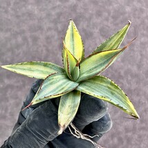 【Lj_plants】Z93 多肉植物 アガベ バーントバーガンディ錦 極上斑入り 綺麗縞斑 綺麗子株_画像3