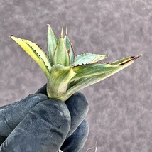 【Lj_plants】Z93 多肉植物 アガベ バーントバーガンディ錦 極上斑入り 綺麗縞斑 綺麗子株_画像6