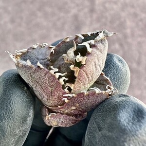 【Lj_plants】Z19 アガベ チタノタ 緋紅牡丹 最も特殊な品種 胴切天芽