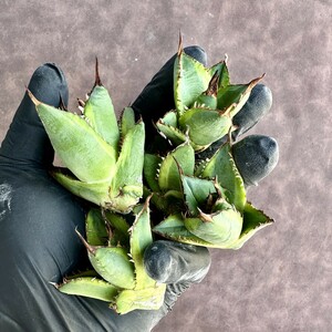 [Lj_plants]Z25 agave chitanota super class .. dragon . trunk cut large heaven .5 stock including in a package .