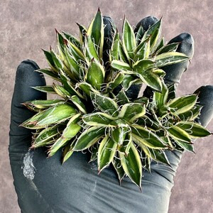 [Lj_plants]Z27 succulent plant agave .. snow . beautiful stock 5 stock including in a package .