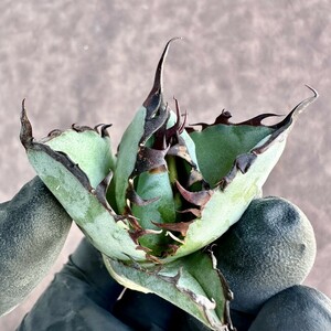 [Lj_plants]Z33 agave chitanotaBB black and blue short . leaf a little over . circle .. compact . leaf shape change unusual .. beautiful stock 