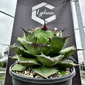 [Lj_plants]Z35 agave chitanota sea god a little over . special selection stock finest quality beautiful stock trunk cut heaven .