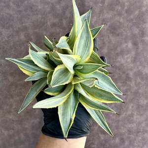 [Lj_plants]Z36 succulent plant agave Milky Way . person blue moon rare goods kind . entering Varie ga-ta beautiful stock 5 stock including in a package .