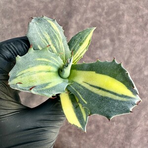 【Lj_plants】Z39 多肉植物アガベ フェロックス錦 黄中斑 縞斑 明黄斑 綺麗株