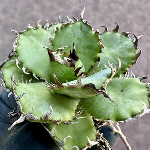 【Lj_plants】Z46 アガベ チタノタ フィリグリー 圓葉拇指 コンパクト包葉形 美株