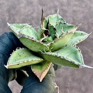 [Lj_plants]Z49 limitation special selection stock agave chitanota real raw large . cover a little over ..... madness . selection . stock 