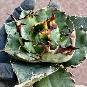 [Lj_plants]Z64 agave chitanota white . a little over . large . cover . leaf shape beautiful stock beautiful stock 