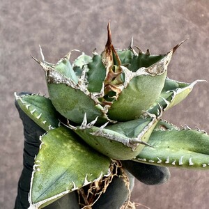 [Lj_plants]Z71 agave chitanota south Africa diamond SAD a little over . beautiful stock 